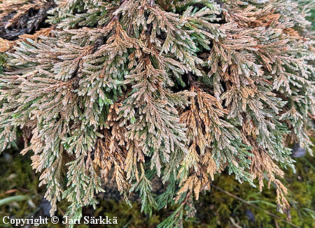 Juniperus horizontalis 'Pancake', sinilaakakataja